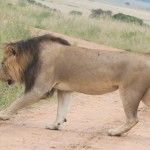 Maasai Mara Management Plan