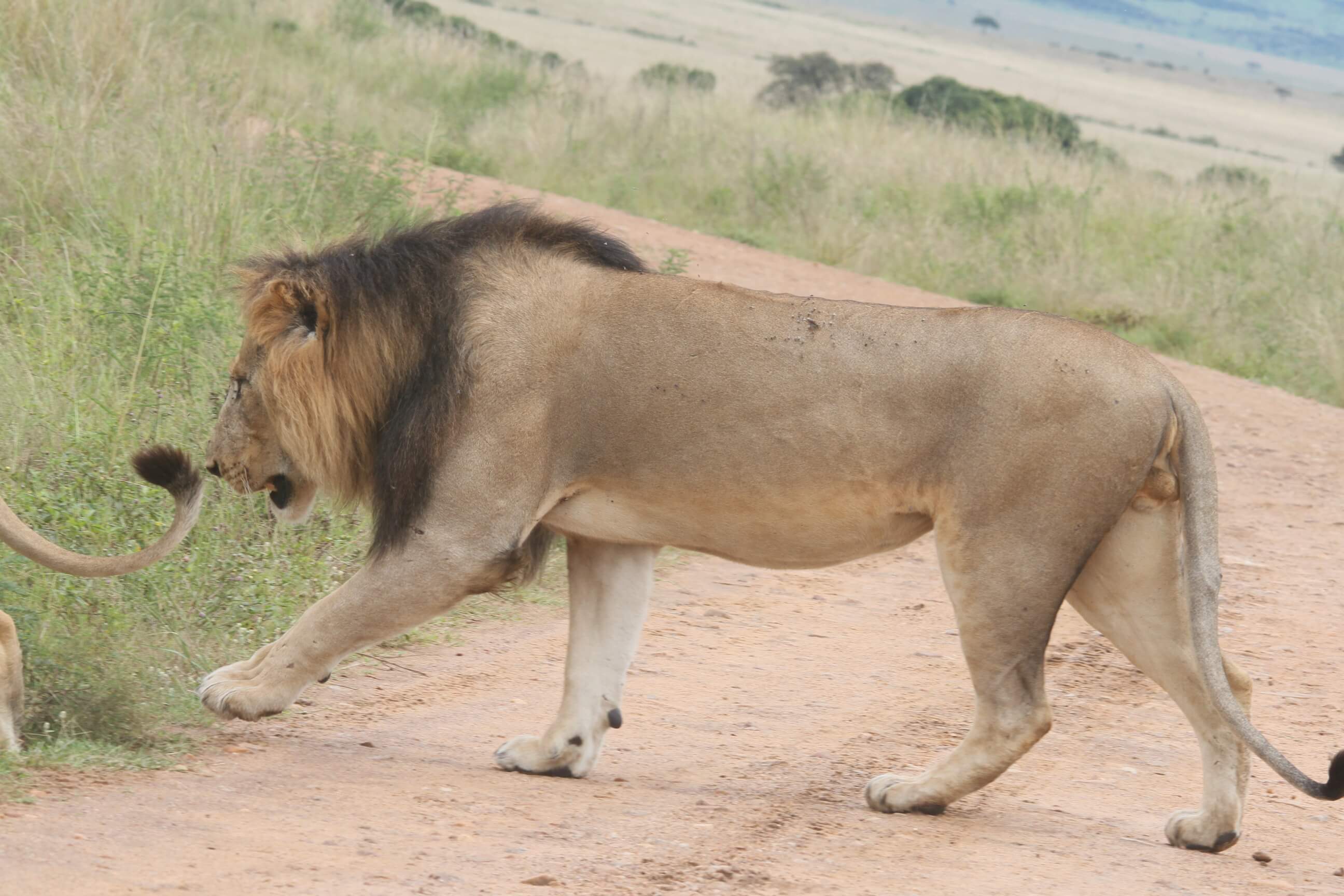 Maasai Mara Management Plan