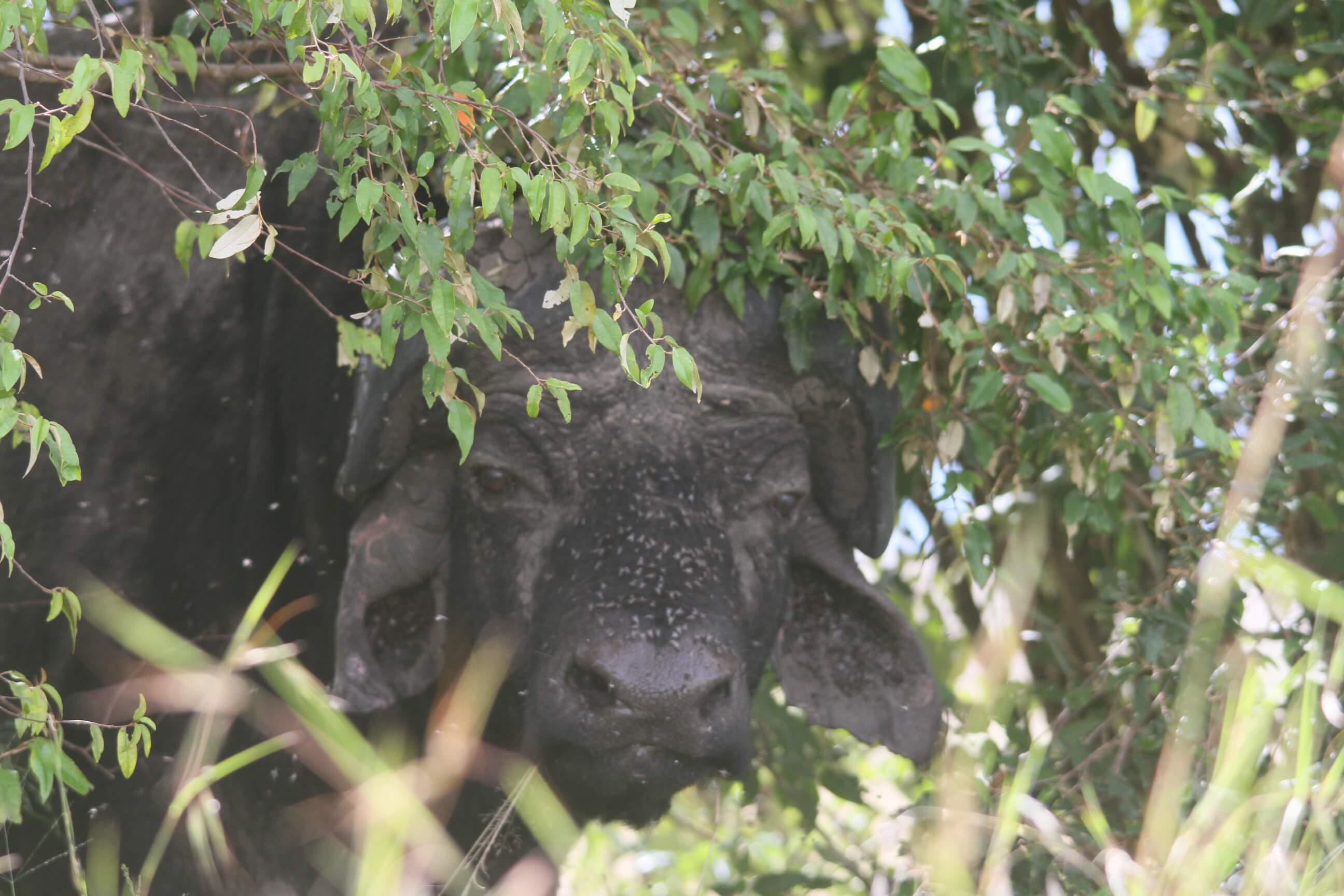Wildlife Conservation in the Mara